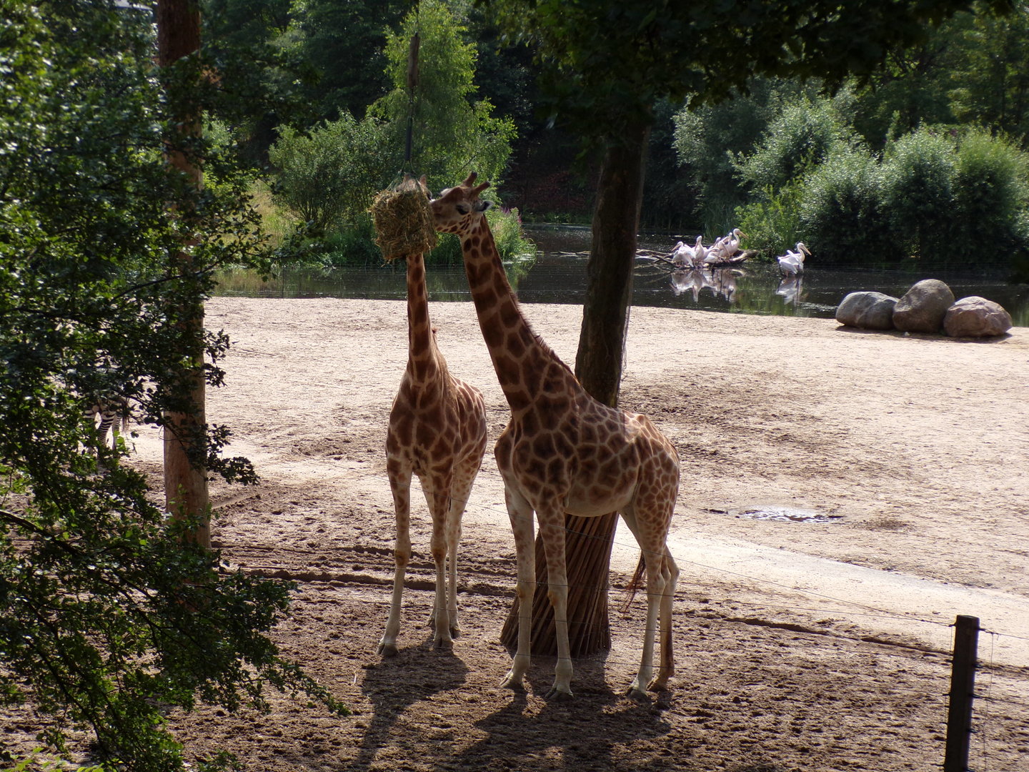 Giraffes feeding 6.7.23