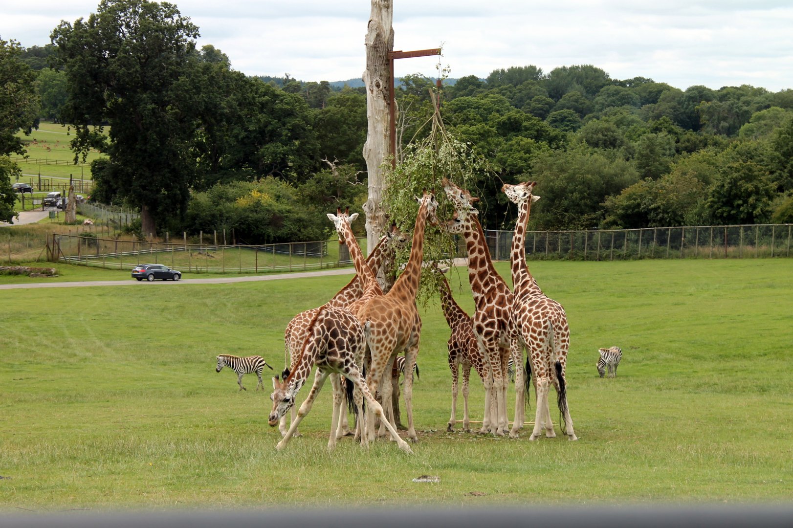 Giraffes Feeding