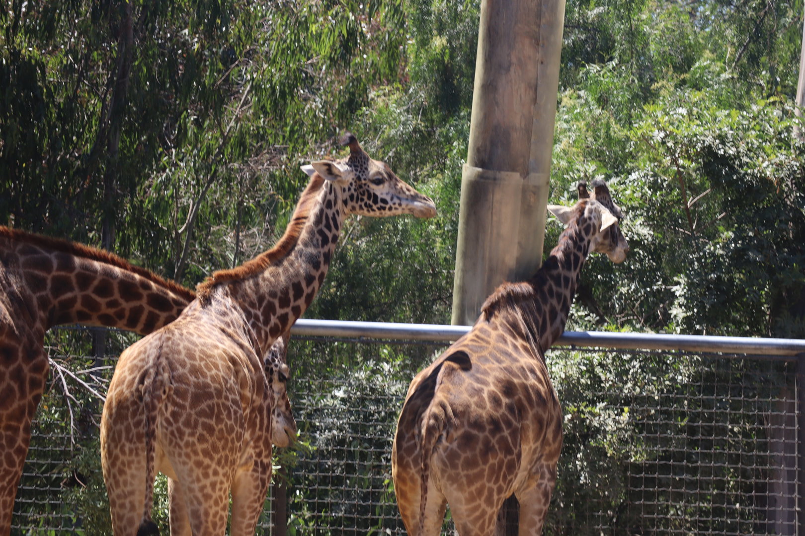 Giraffes Feeding
