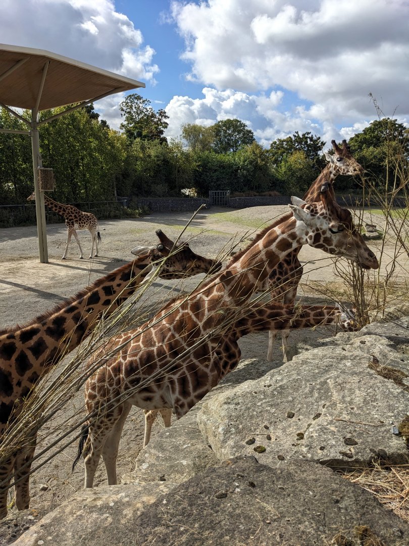 Giraffes Feeding