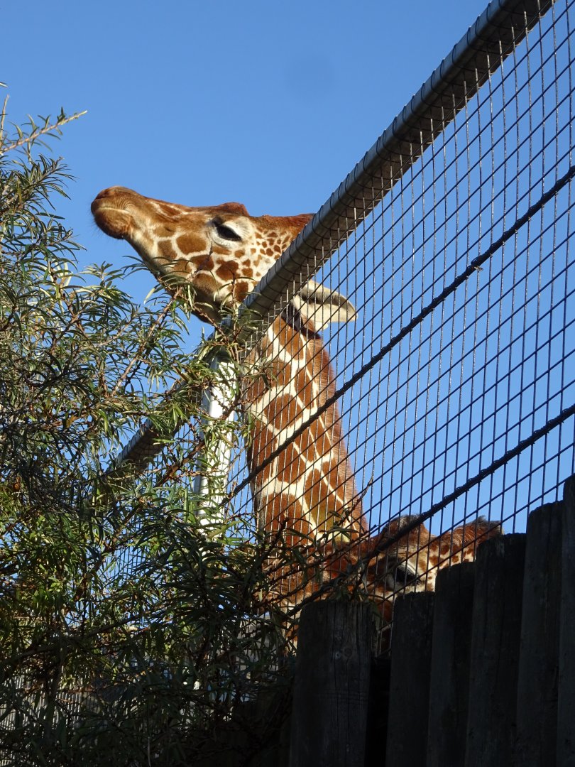 Giraffes feeding