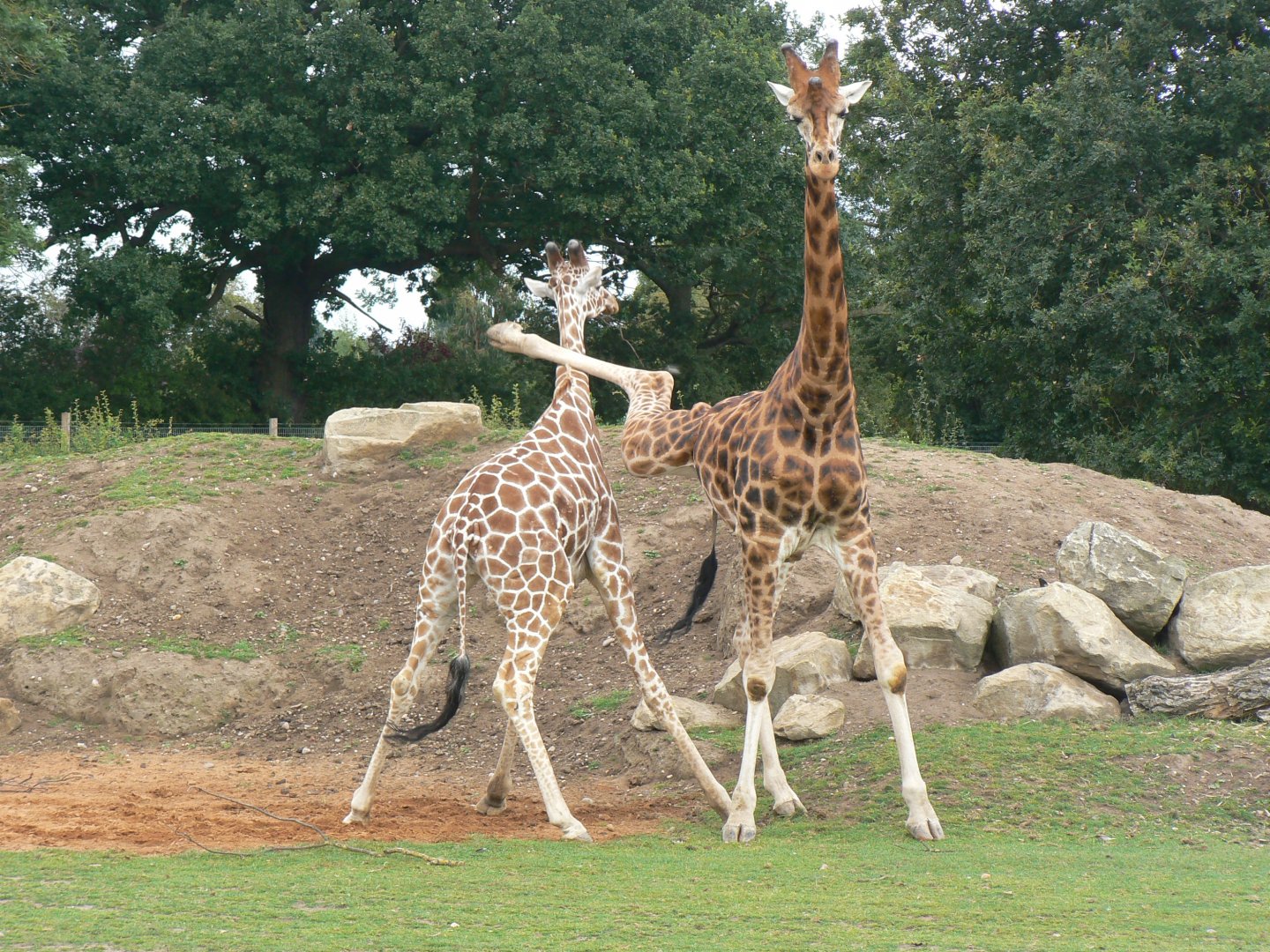 Giraffes Fighting - 21 July 2017