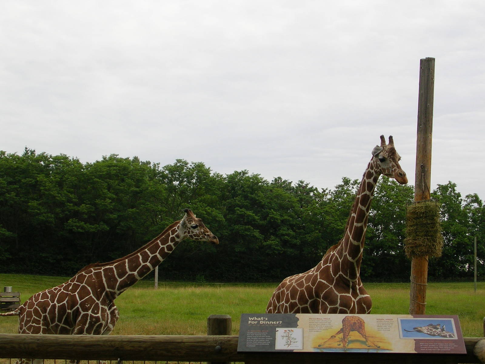Giraffes from feeding platform