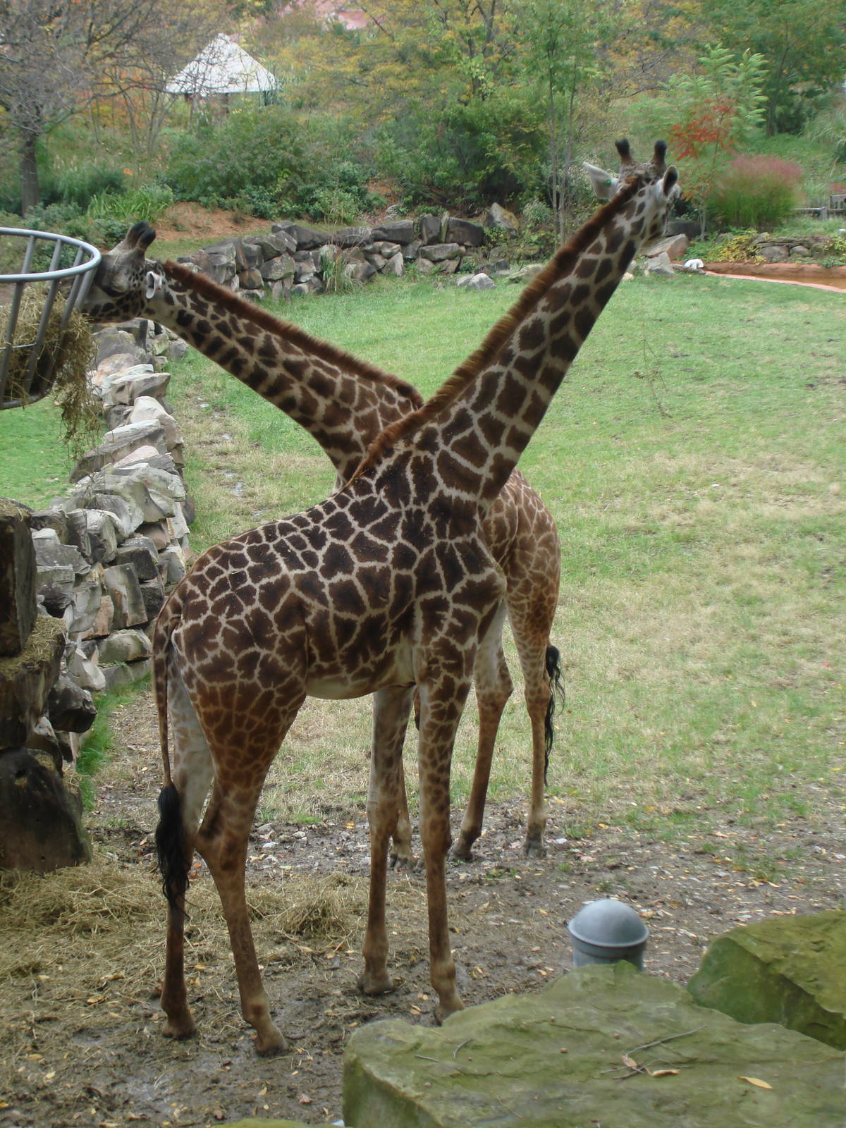 Giraffes from the Viewing Deck