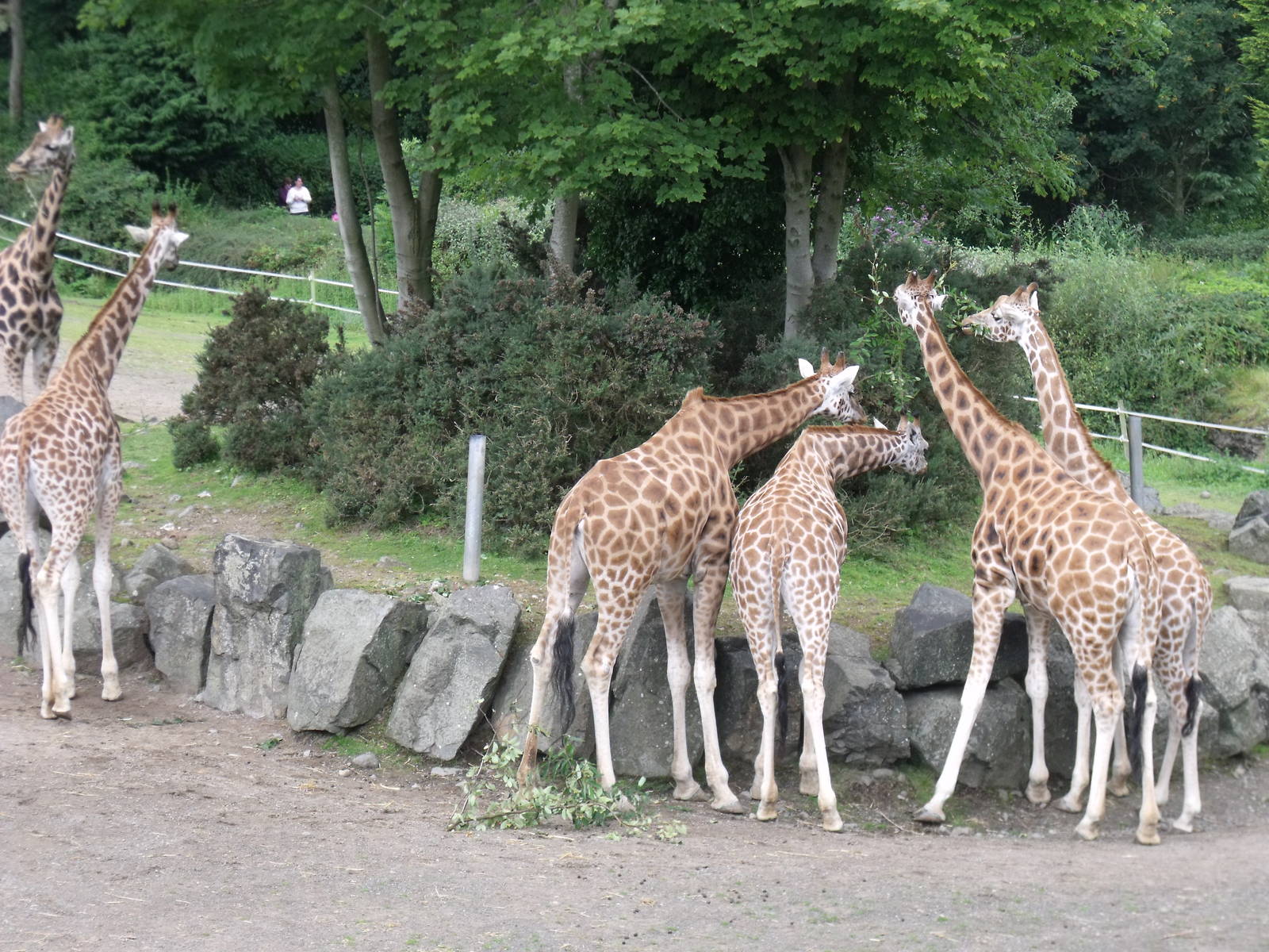 Giraffes from viewing platform