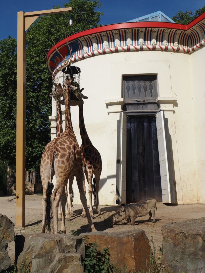 Giraffes (Giraffa camelopardalis rothschildi/G. reticulata) and Common warthogs (Phacochoerus africanus), 2025-05-14