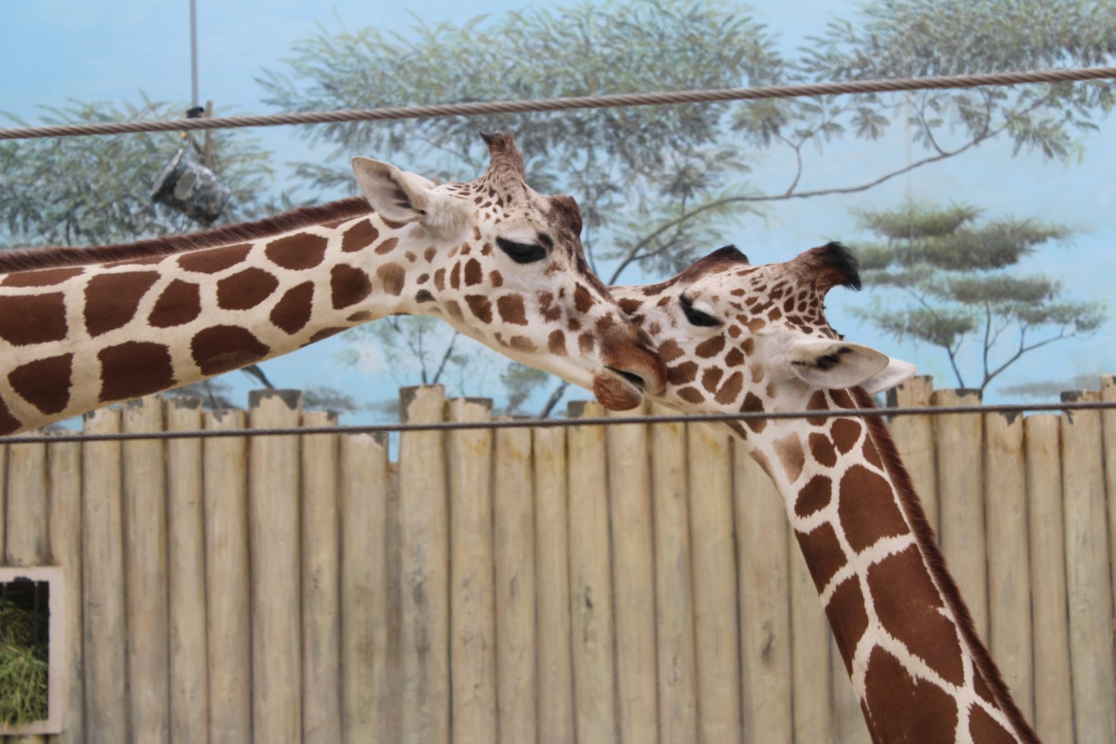 Giraffes - Habitat Africa: The Savannah