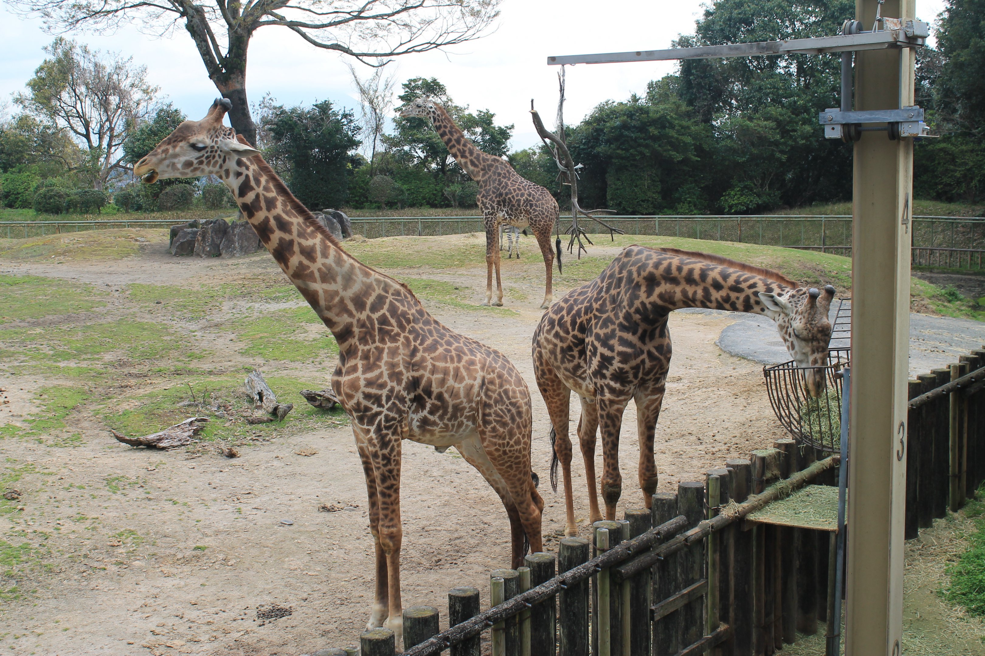 Giraffes - Hirakawa Zoo (Kagoshima)