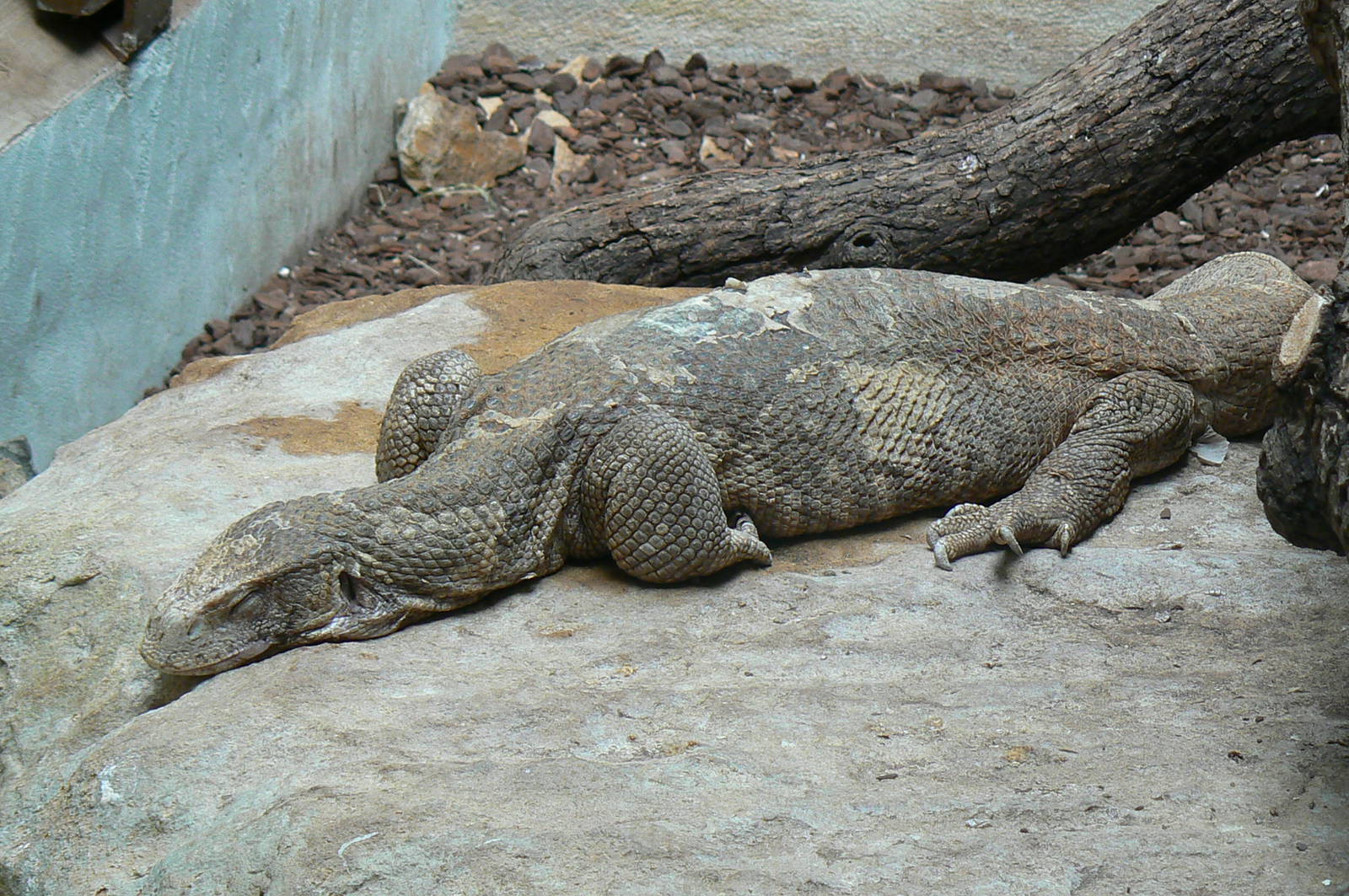 Giraffes house - savanna monitor