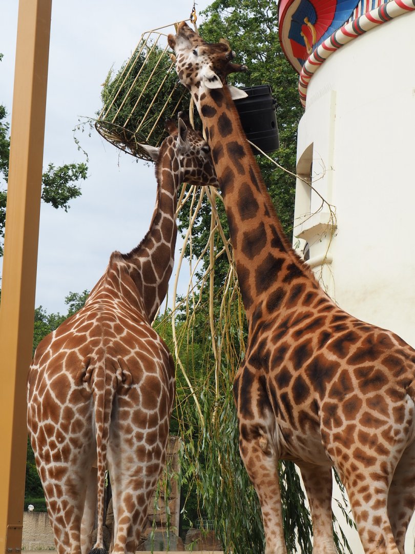 Giraffes - Hybrids, one mostly Giraffa reticulata and one mostly G. camelopardalis rothschildi, 2023-07-02