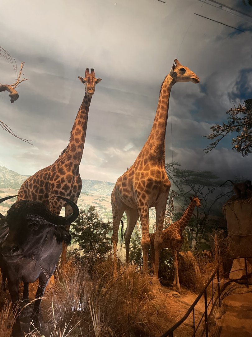 Giraffes in Africa Room