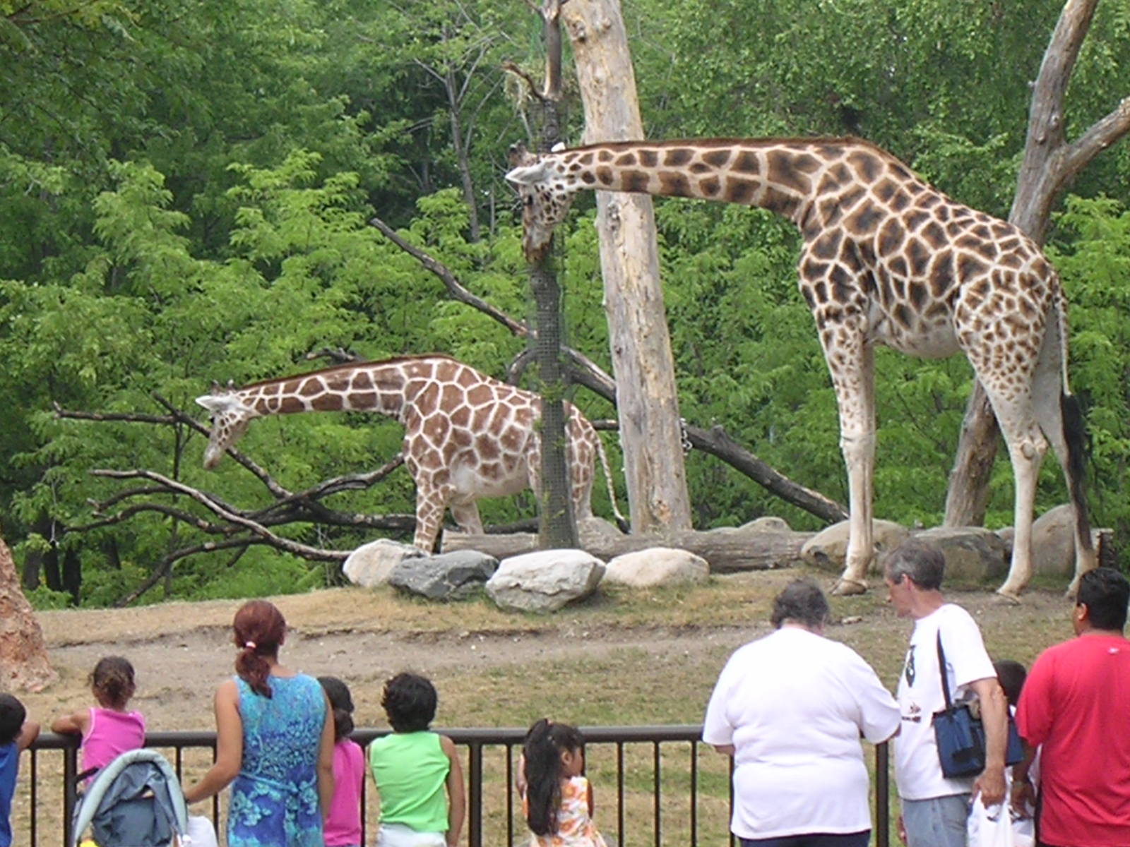 Giraffes in African Journey