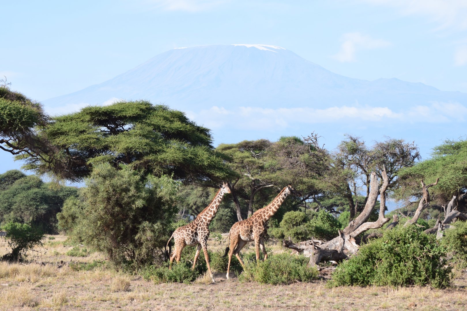 Giraffes in front of Kilimanjaro