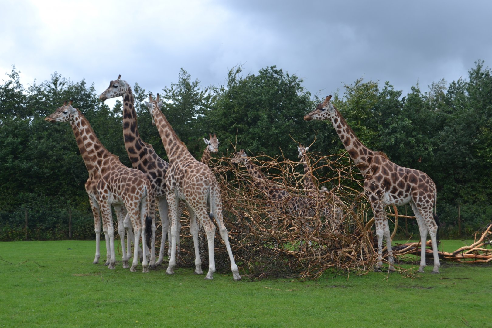 Giraffes in Givskud Zoo