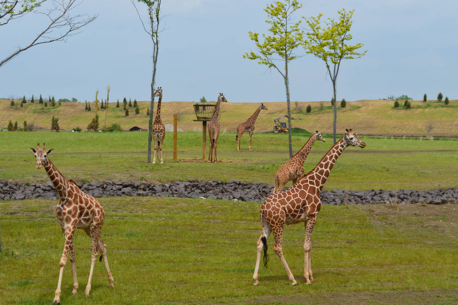Giraffes in Heart of Africa