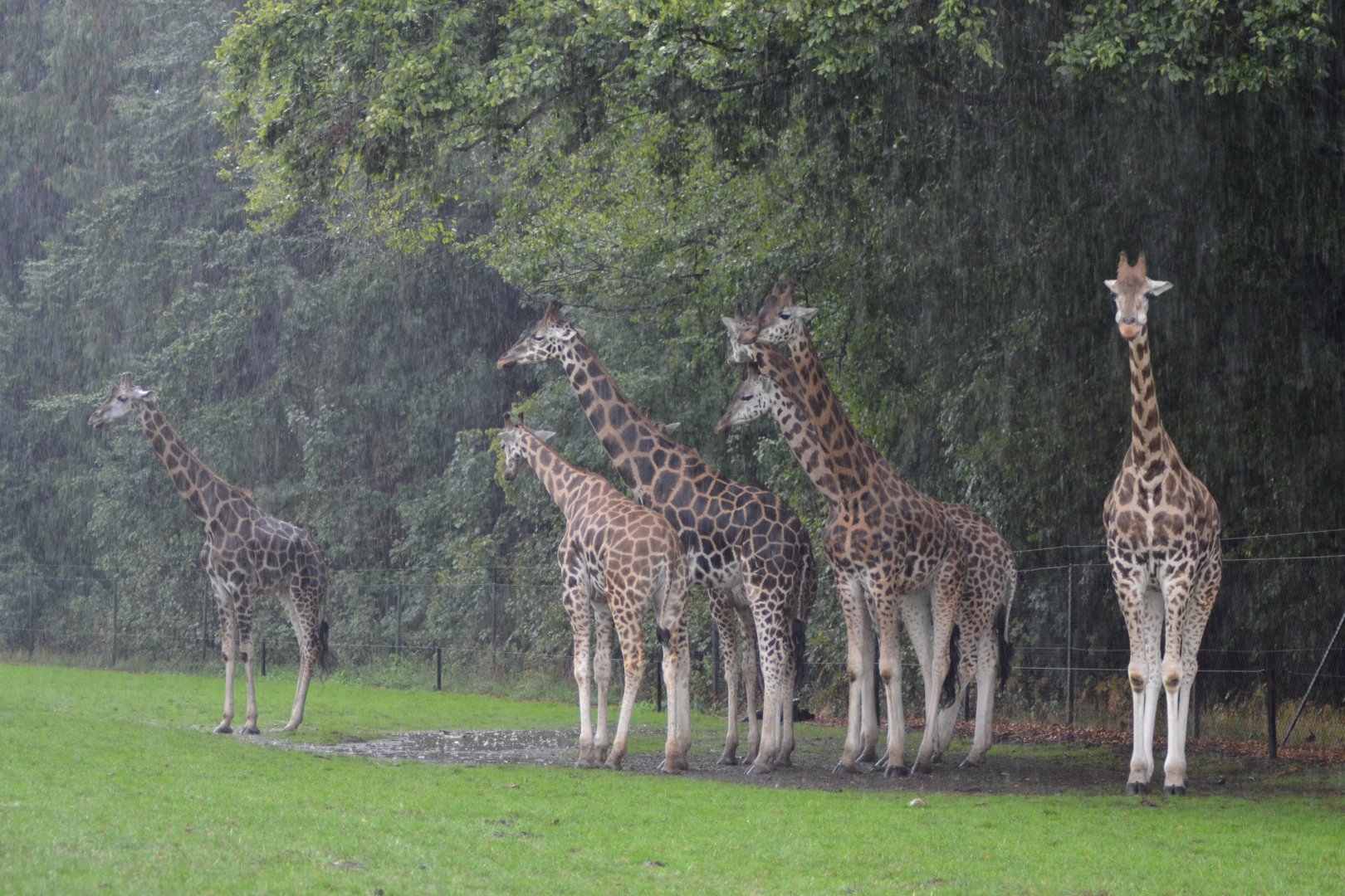 Giraffes in heavy rain