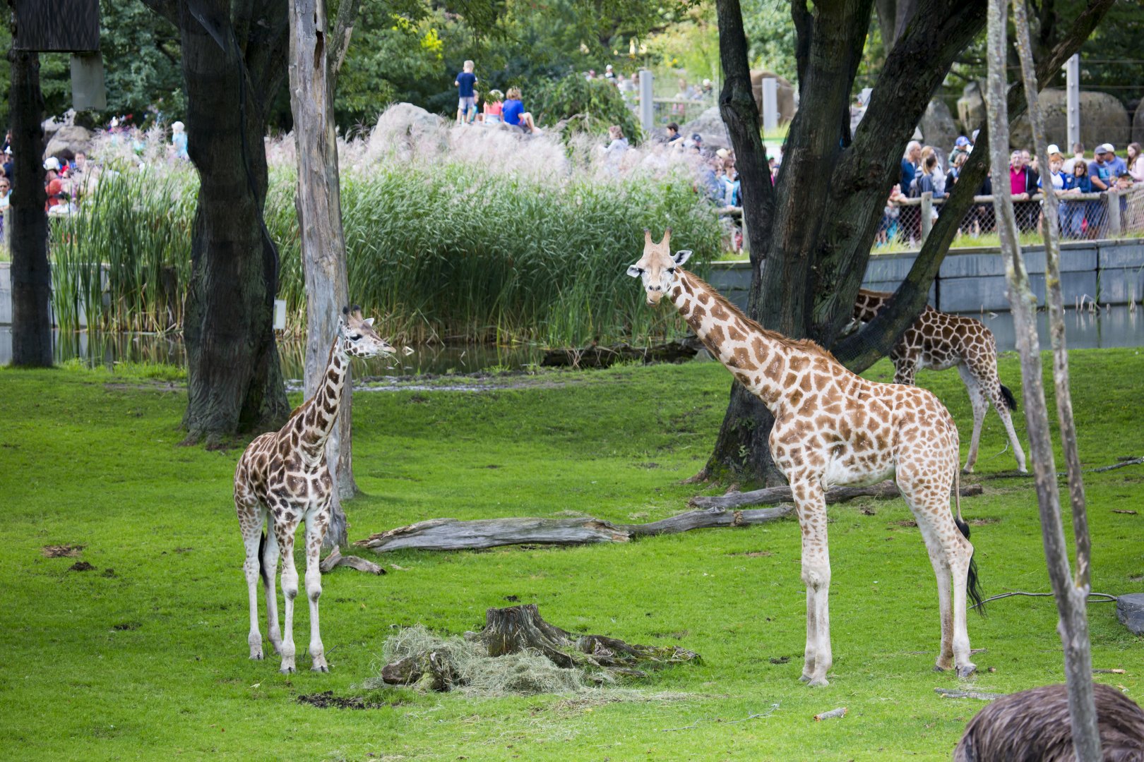 Giraffes in mixed species exhibit
