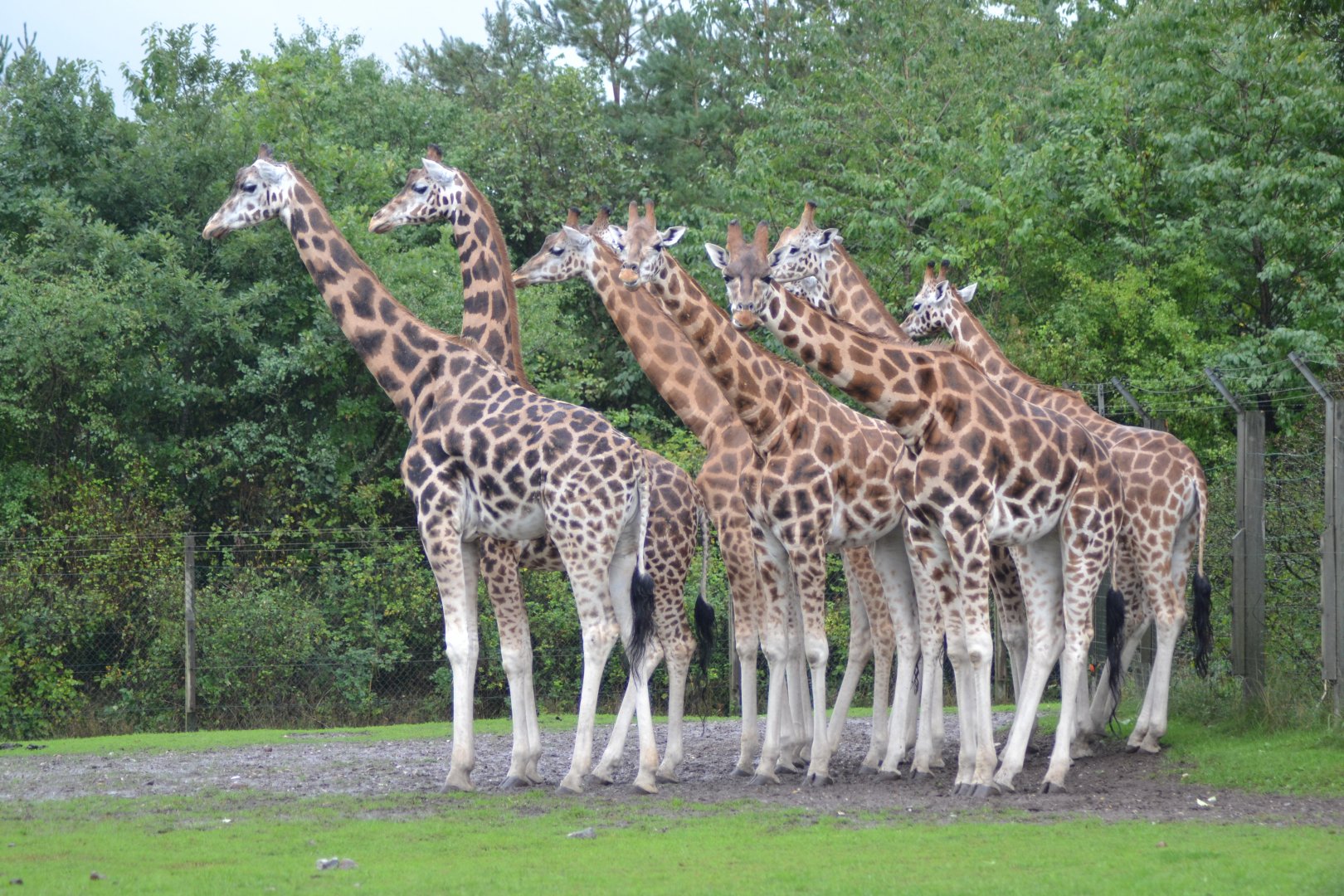 Giraffes in rain in Givskud Zoo