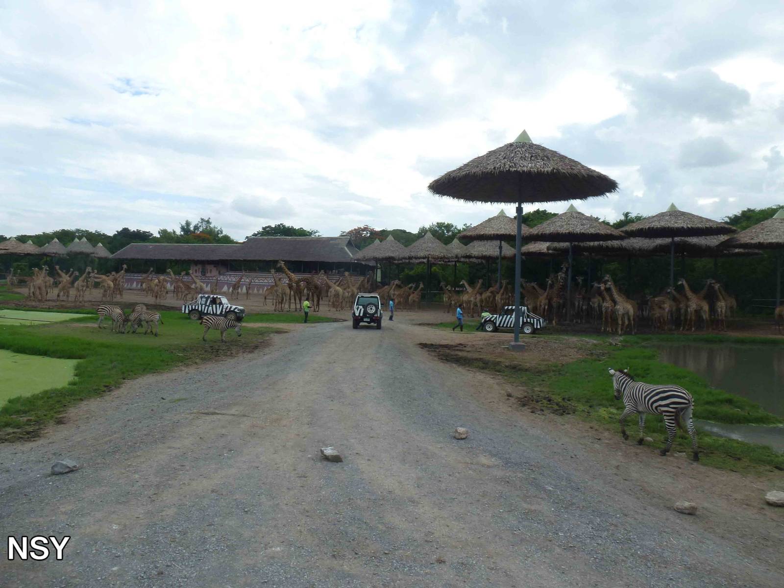 Giraffes in savannah exhibit, June 2013.