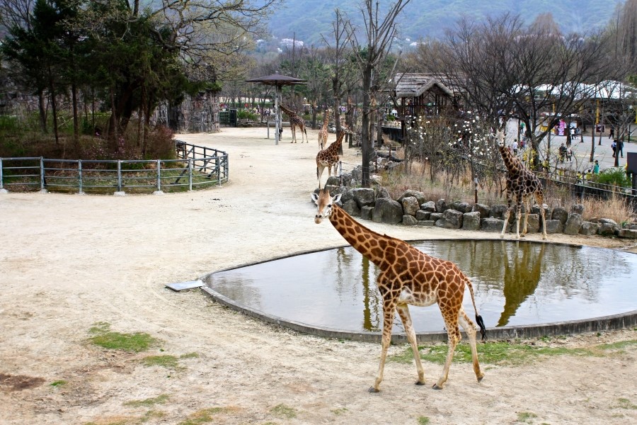 Giraffes in Seoul zoo