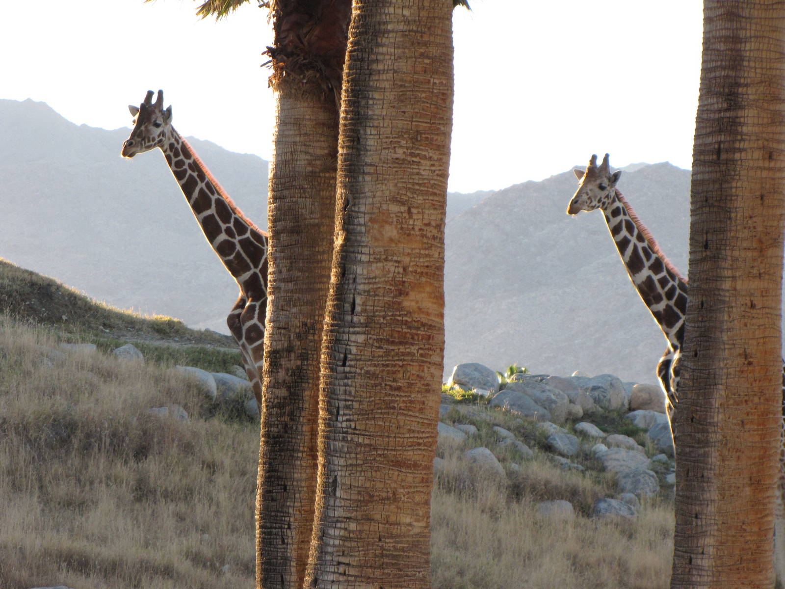 Giraffes In Sync