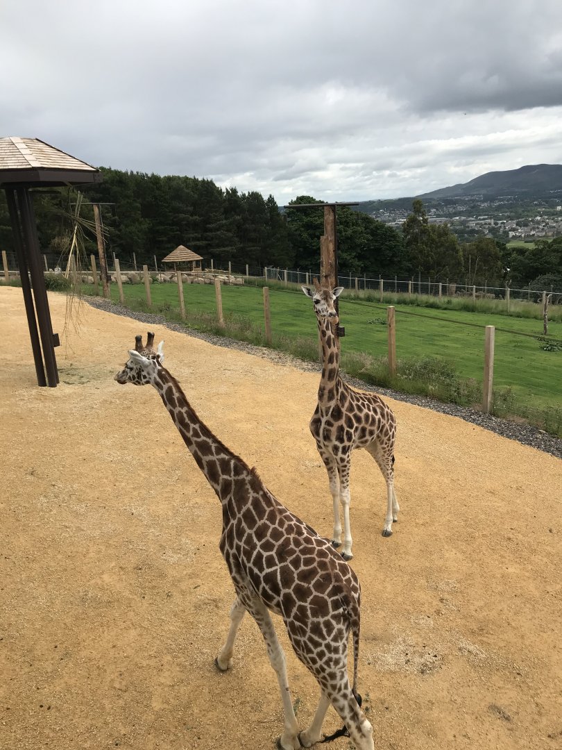 Giraffes in the enclosure