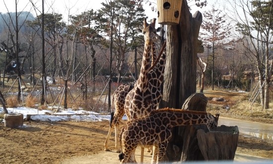 Giraffes in the Lost Valley attraction