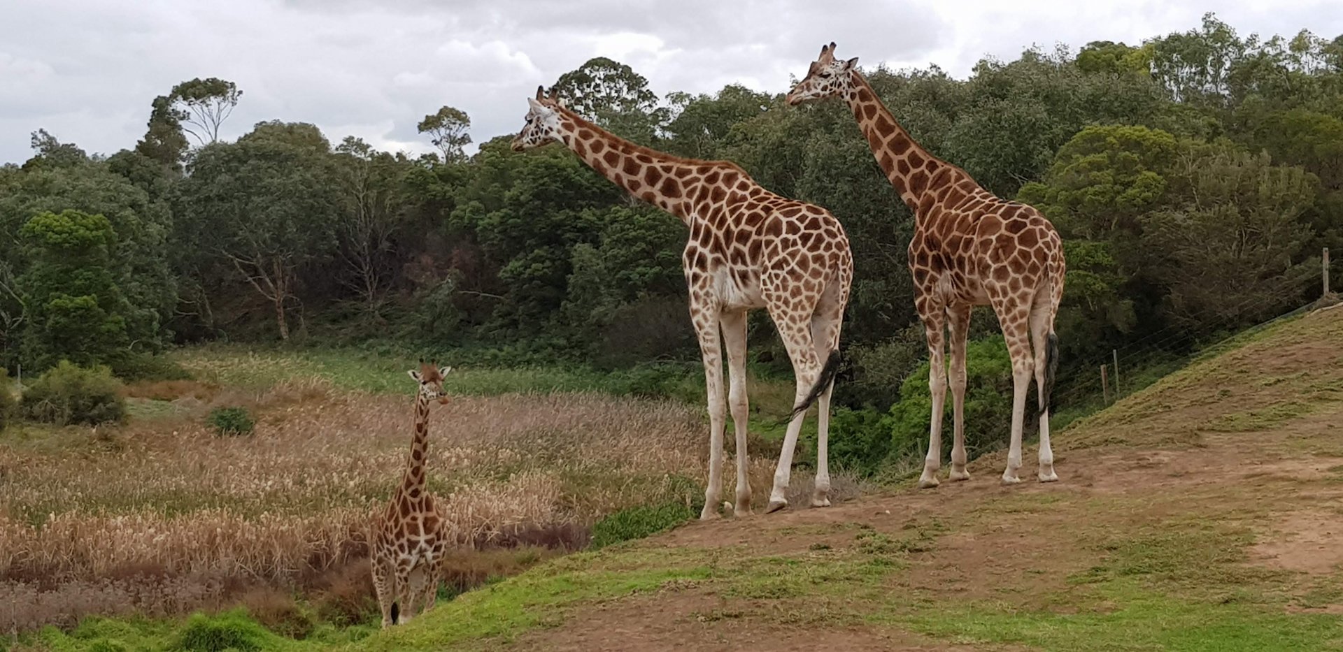 Giraffes in the savanah