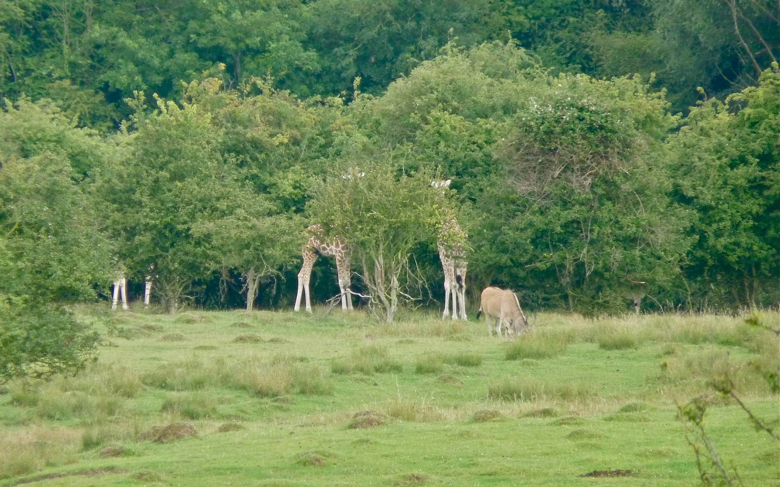 Giraffes in the Scrub