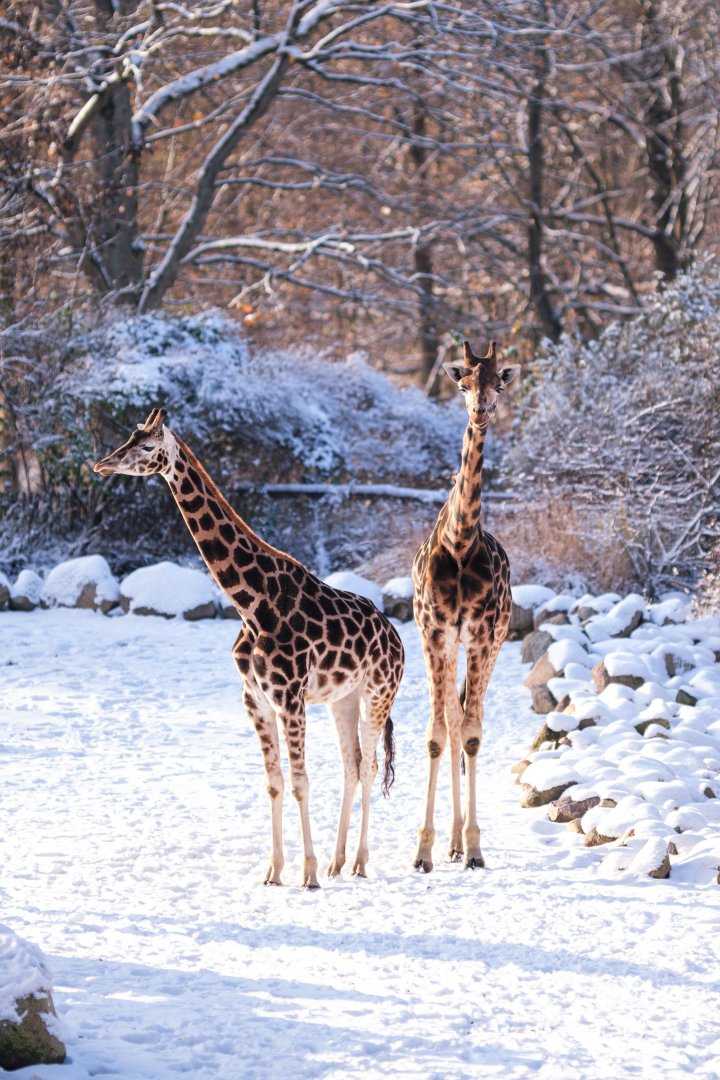 Giraffes in the snow at Schwerin