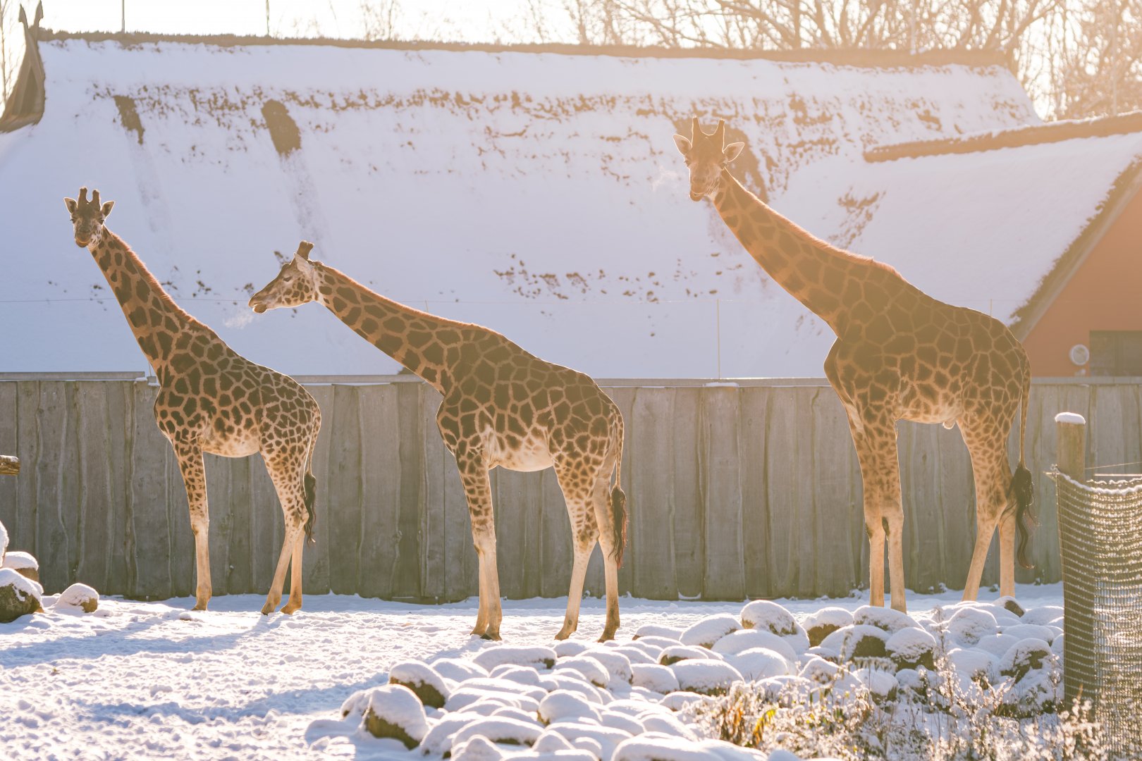 Giraffes in the snow at Schwerin
