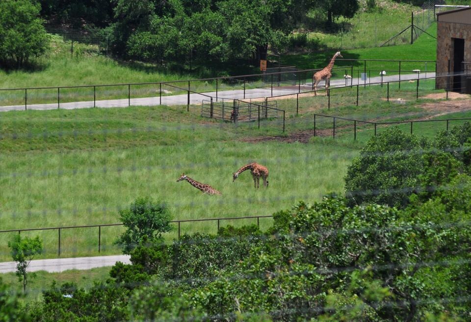 Giraffes in the Tower Creek section
