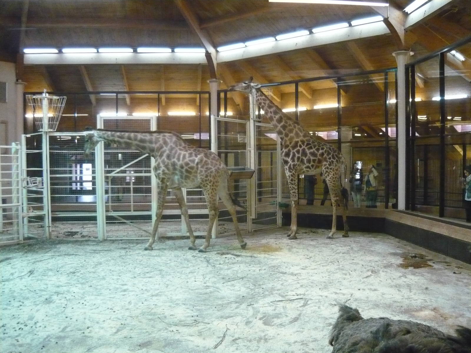 Giraffes in their winter enclosure