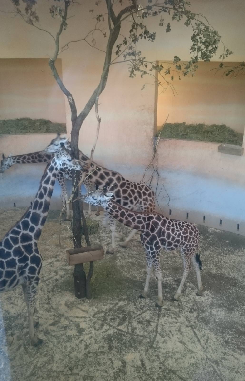Giraffes indoor