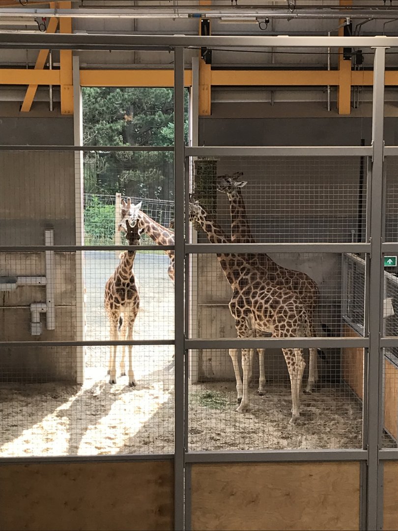 Giraffes indoors
