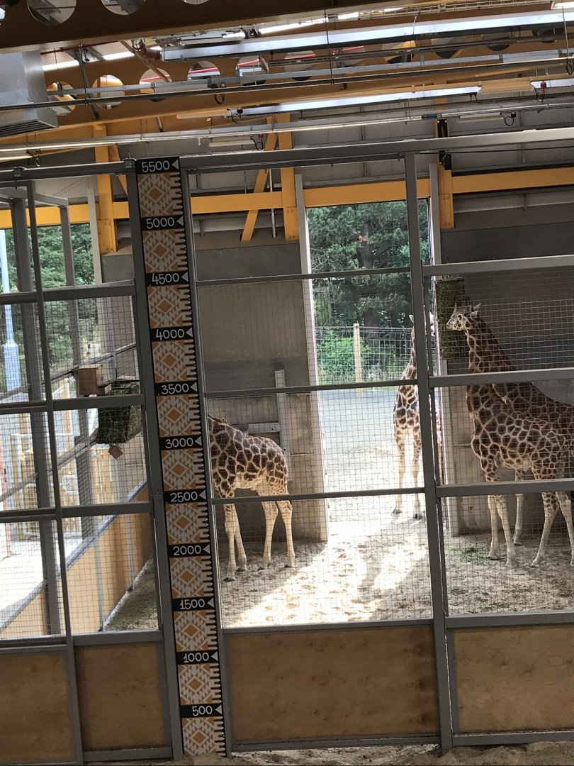 Giraffes indoors