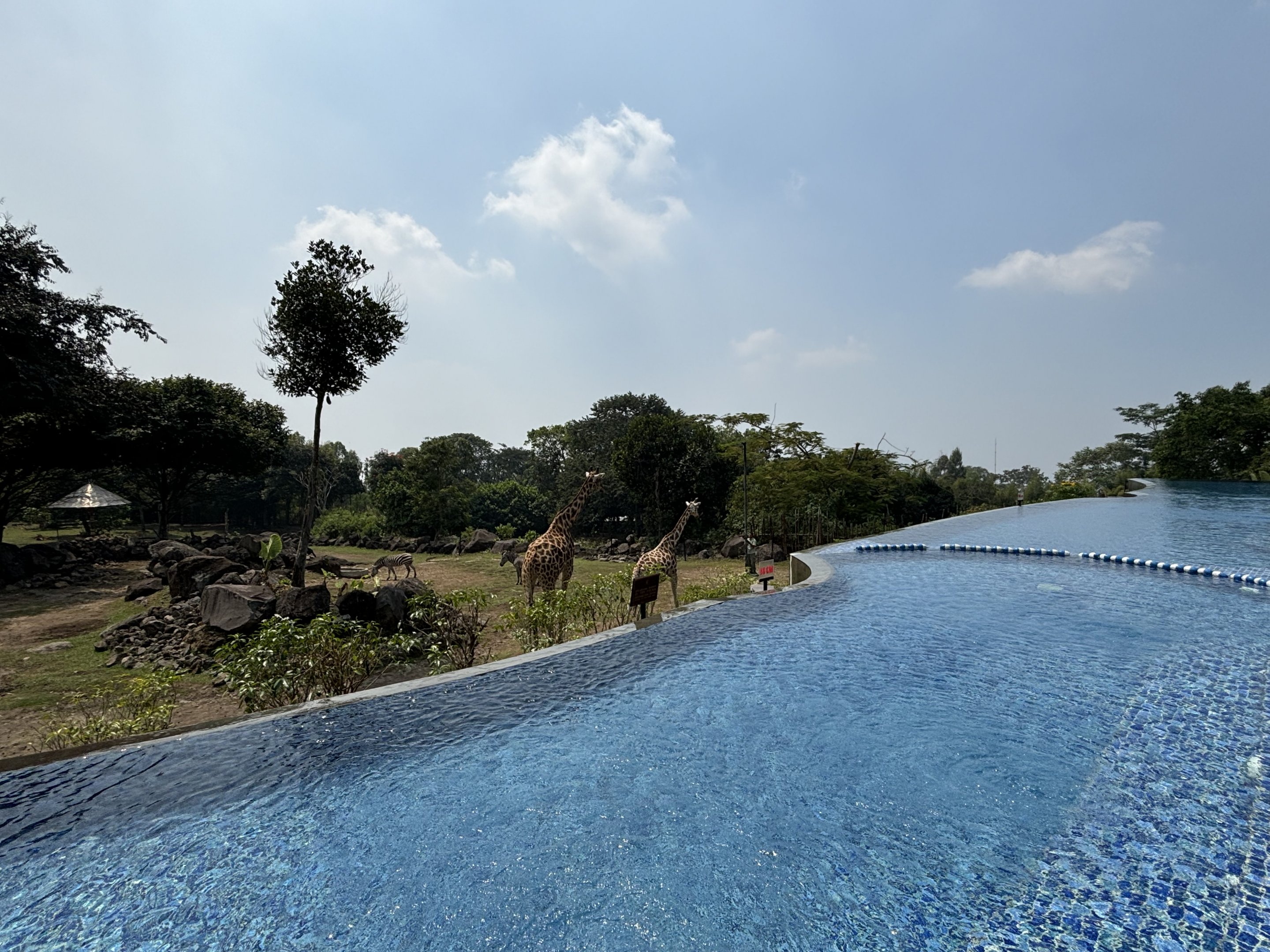 Giraffes + Infinity Pool - Baobab Safari Resort