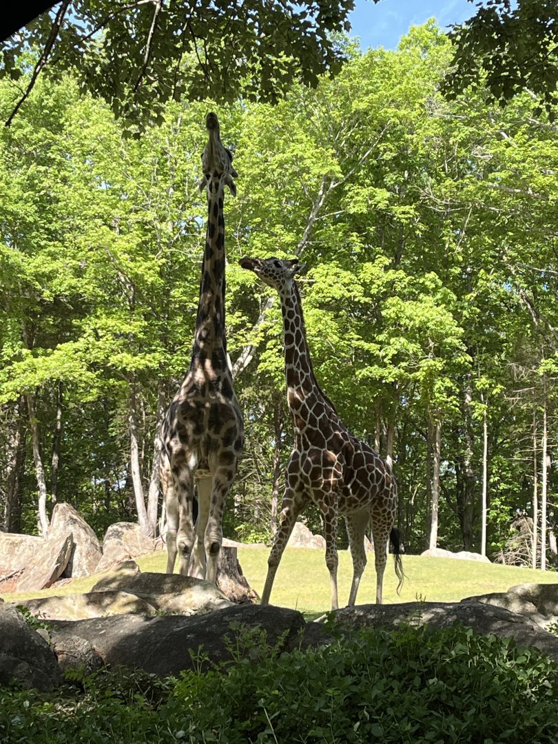 Giraffes: Jack and Leia