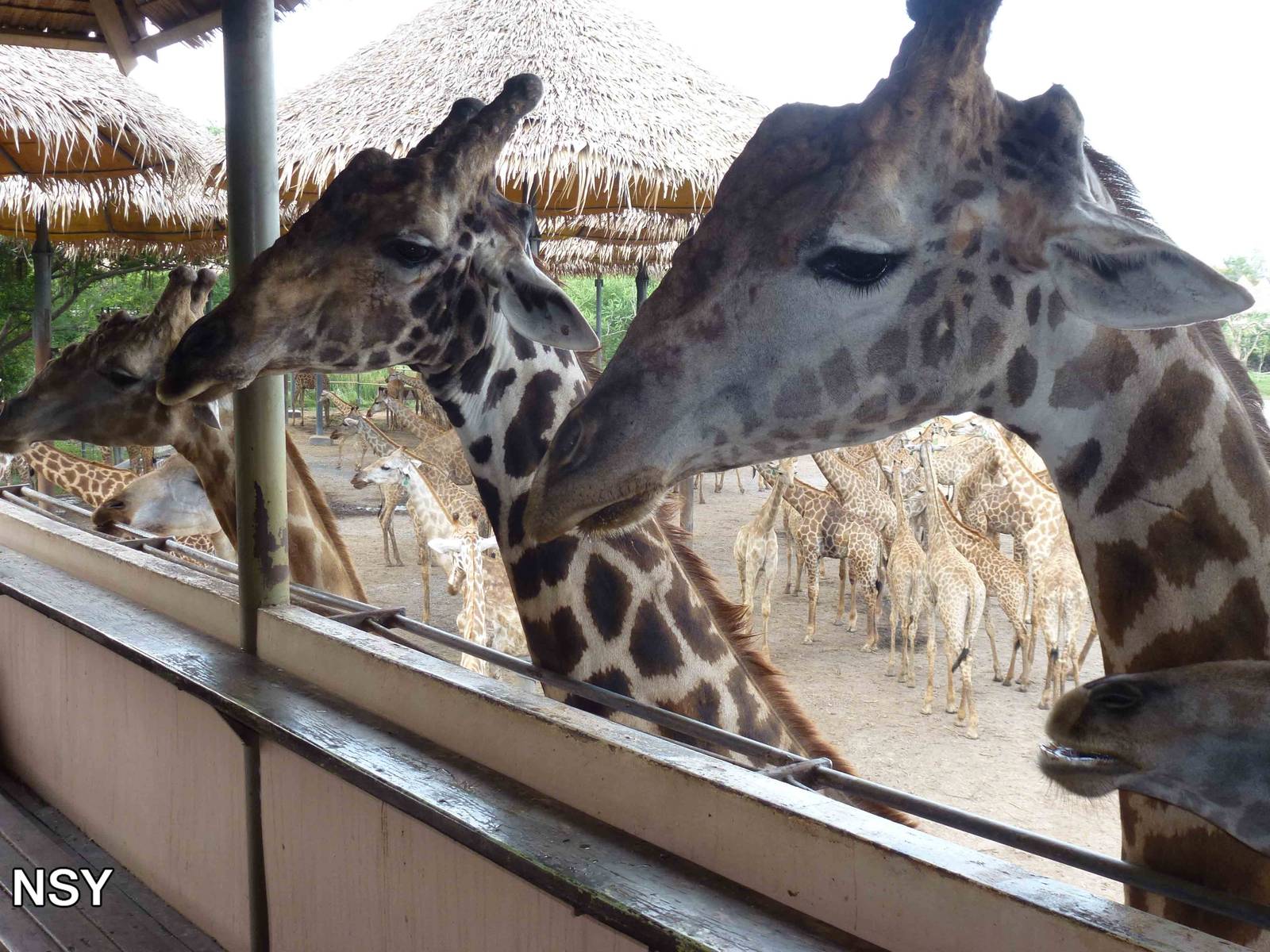 Giraffes, June 2013.