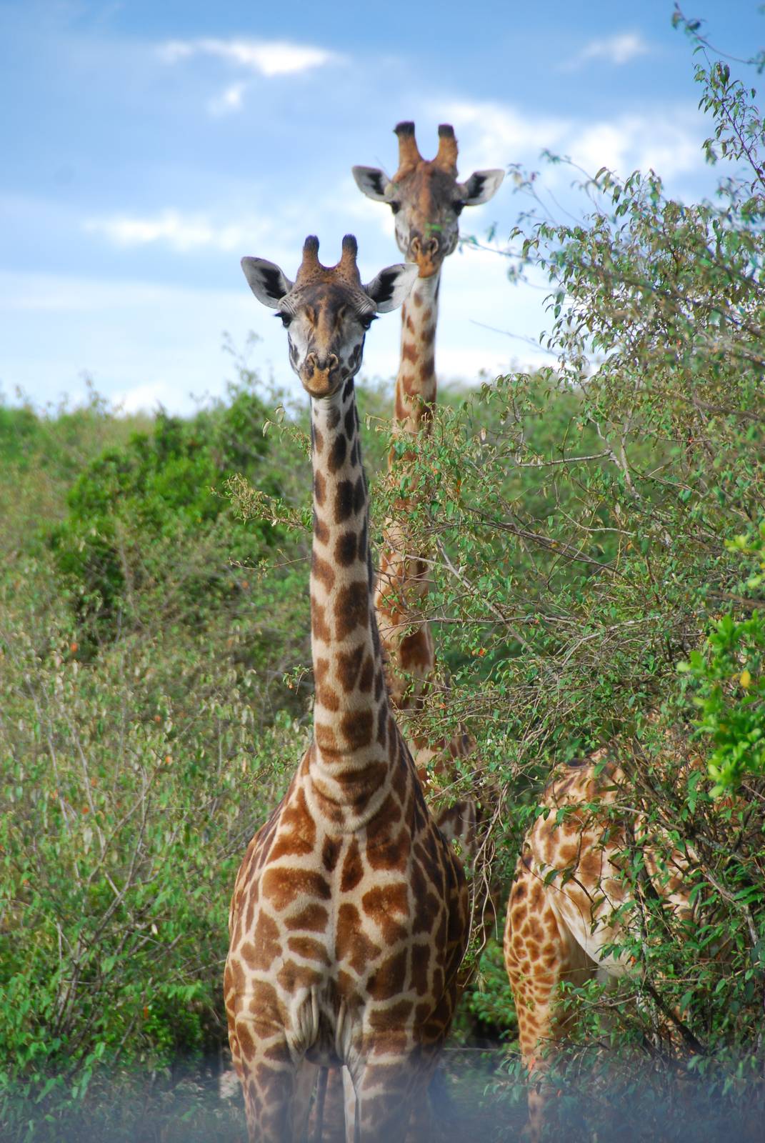 Giraffes - Masai Mara NR