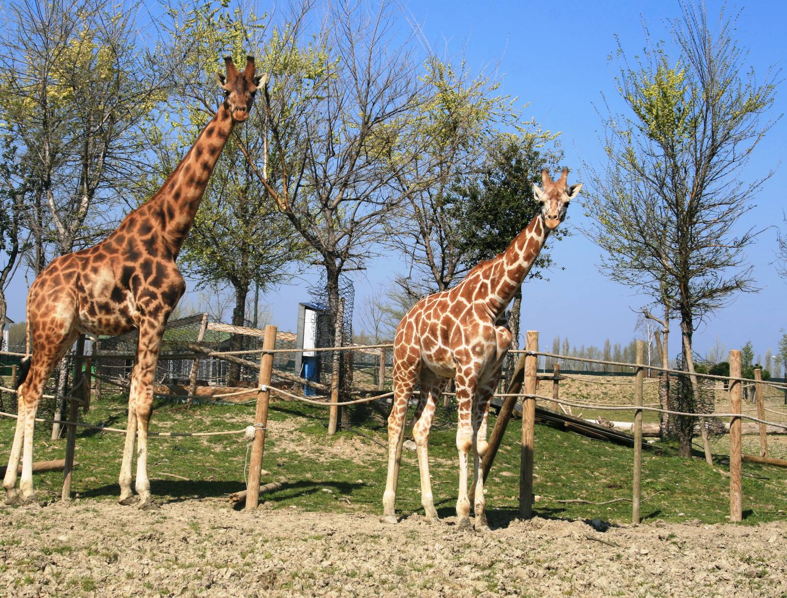 Giraffes (no subspecies)