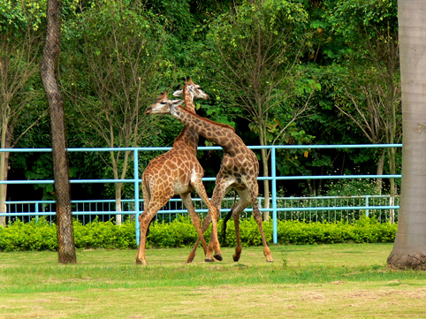 giraffes of Nanning Zoo