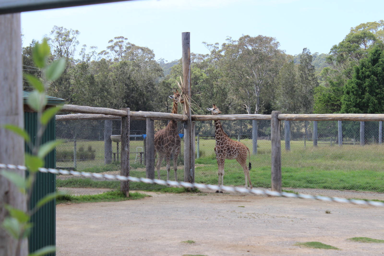 Giraffes off exhibit