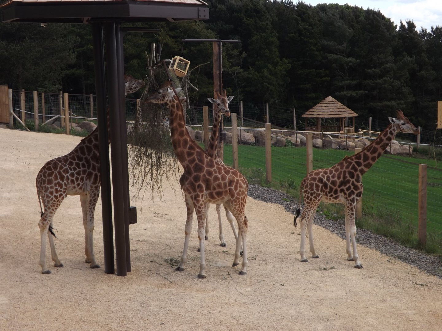 Giraffe's on hard standing beside main paddock