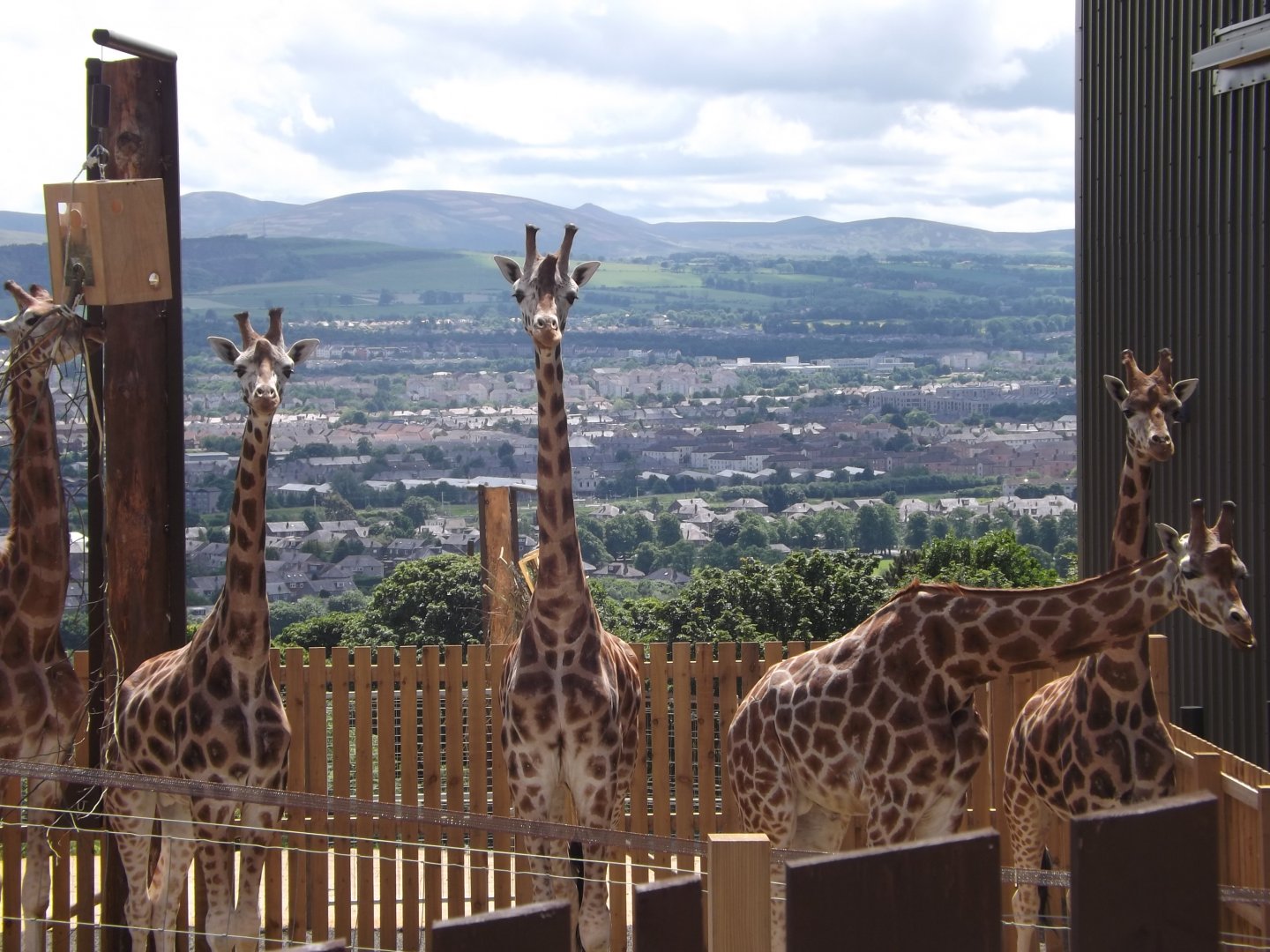 Giraffe's on hard standing outside house