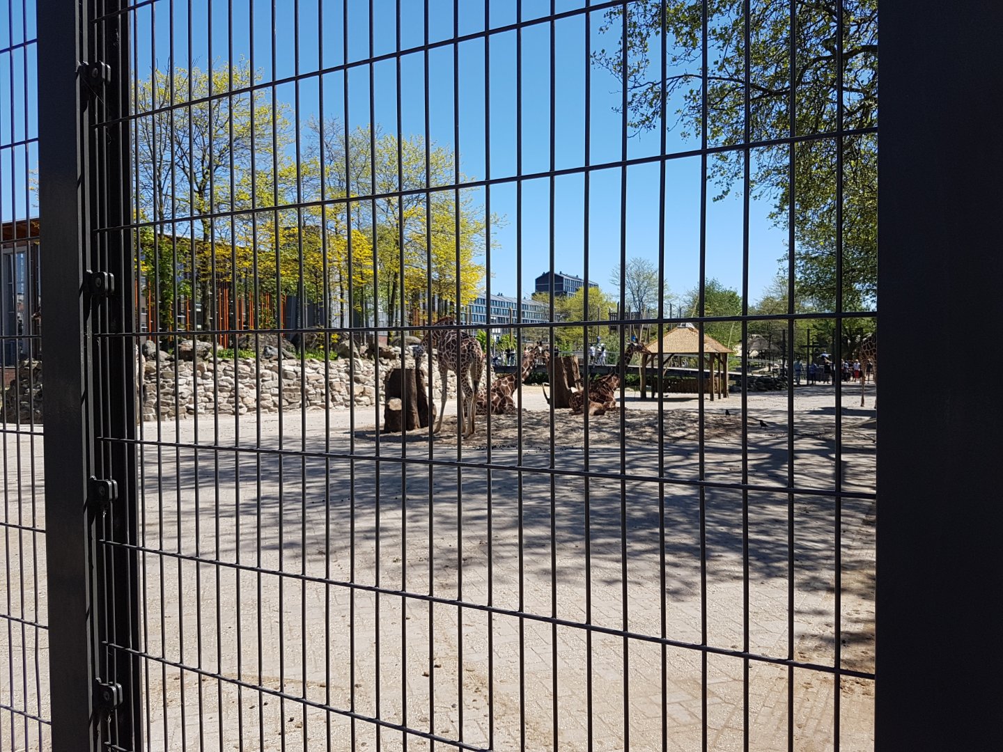 Giraffes on the African Plain