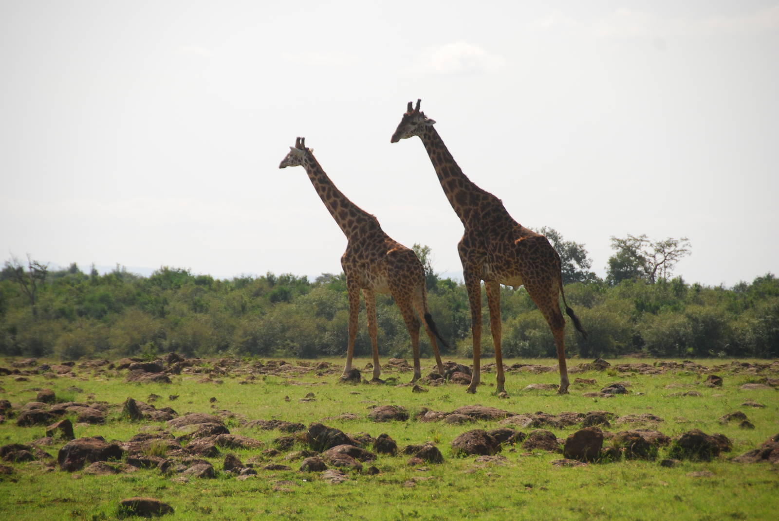 Giraffes on the Plains - Masai Mara NR