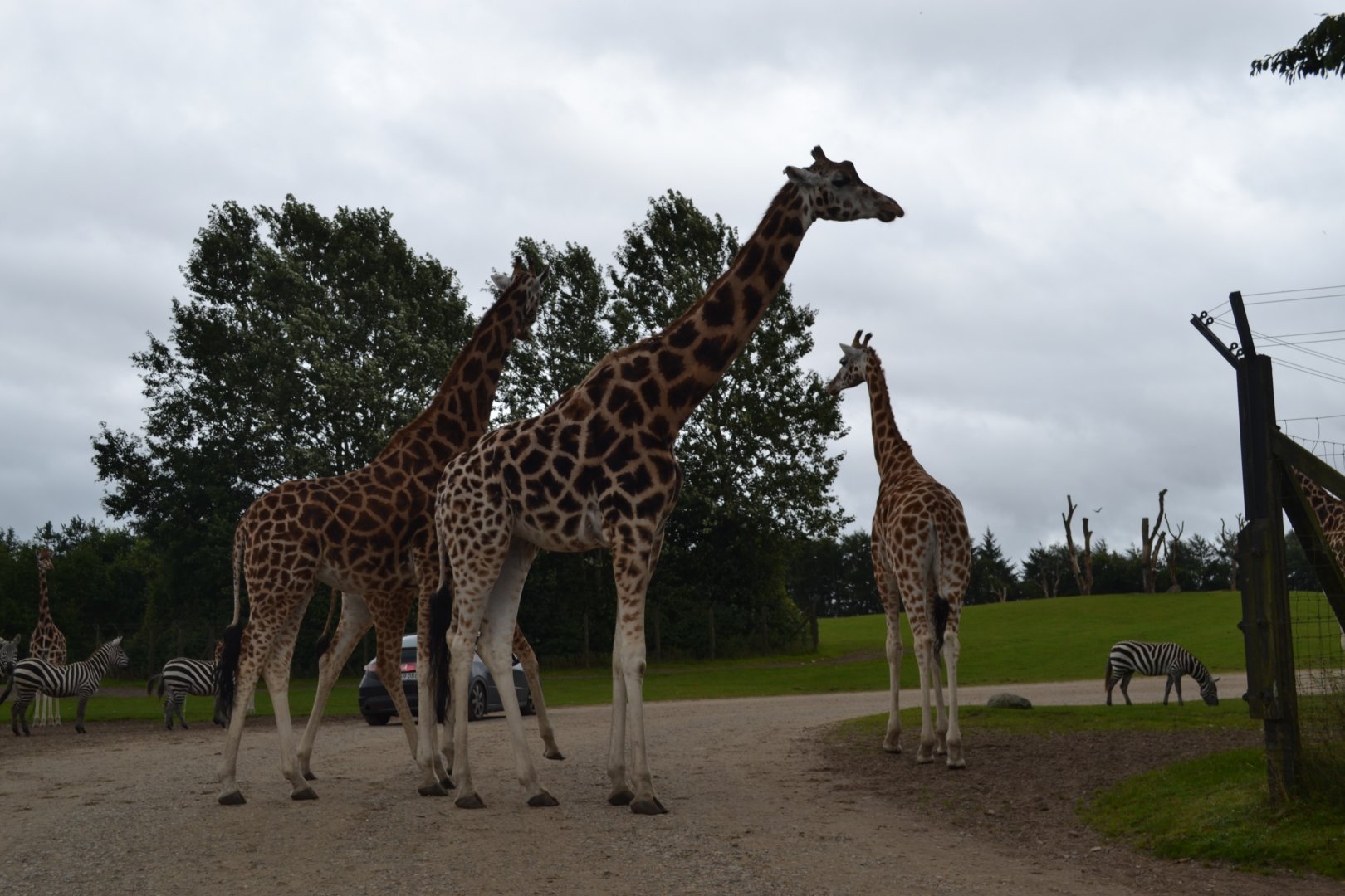 Giraffes on the road in Givskud Zoo