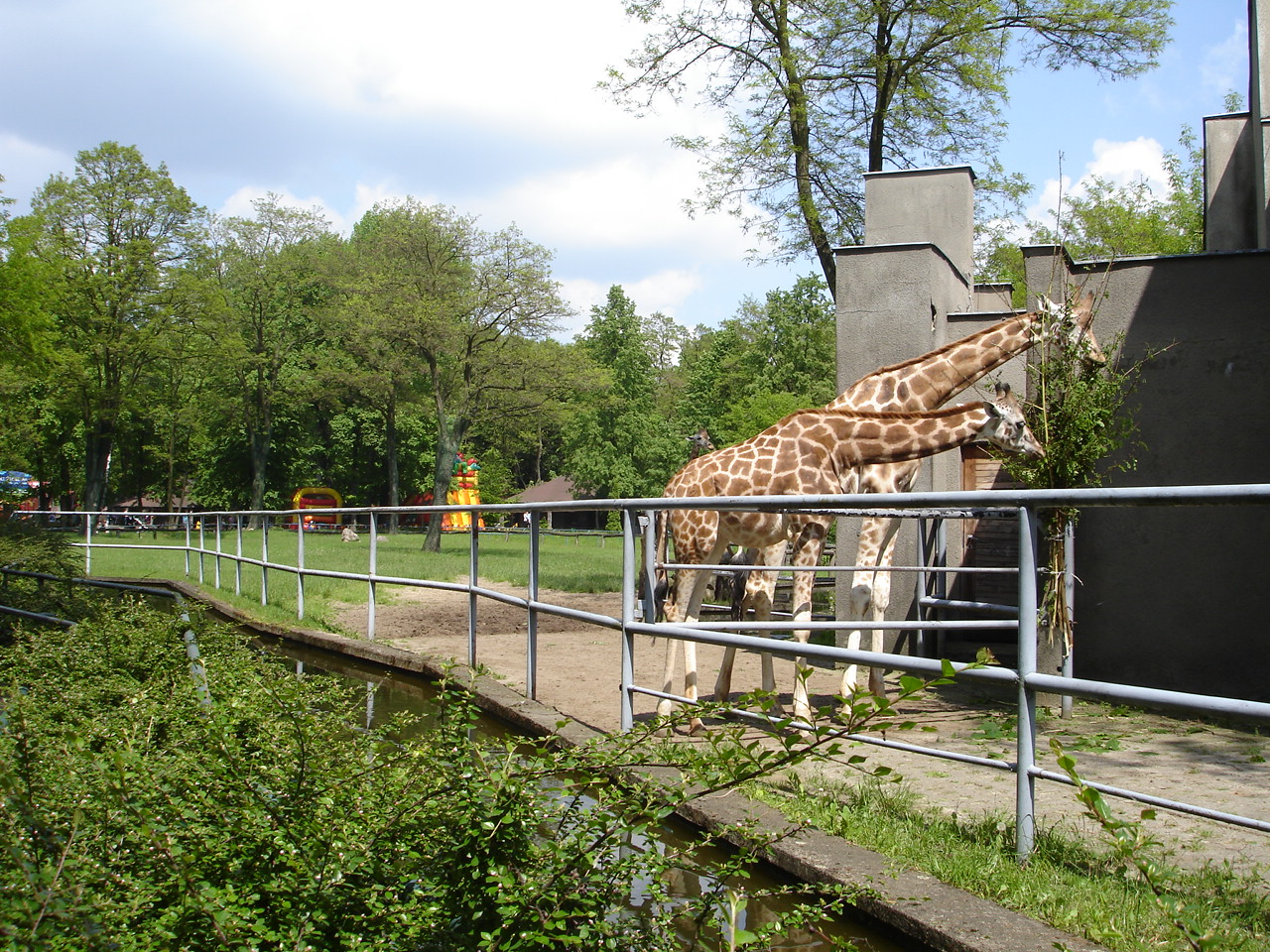 Giraffes paddock