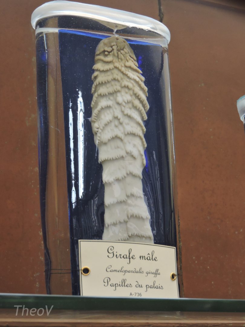 Giraffe's palate taste buds [2015]